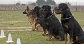 Curso de Adiestramiento Canino Profesional y Educacion